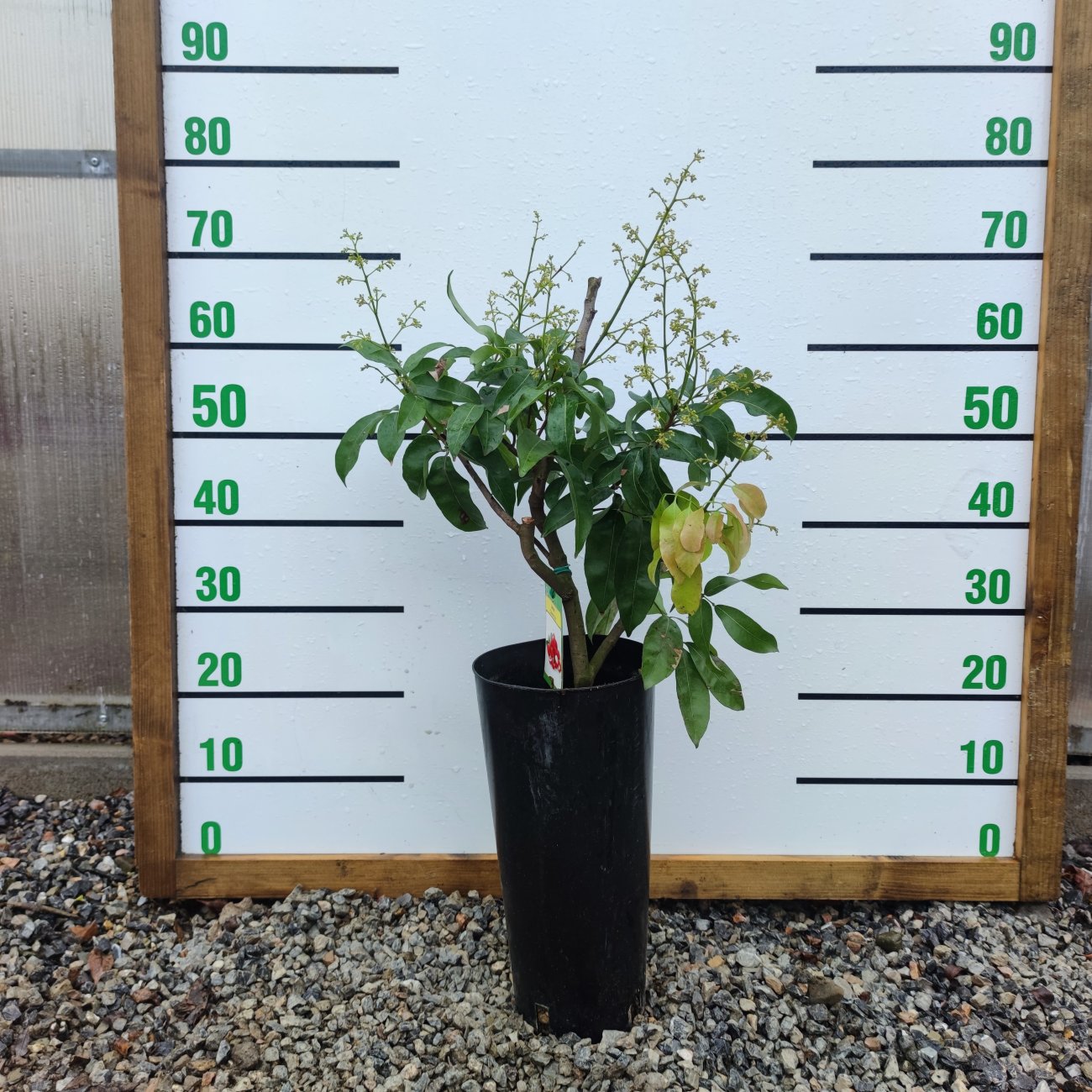 Obrázok Liči čínske (Litchi chinensis) - výška 50-70 cm, kont. C10L